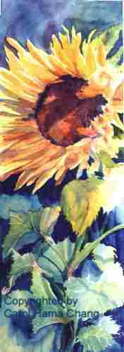 A tall single sunflower in the sun