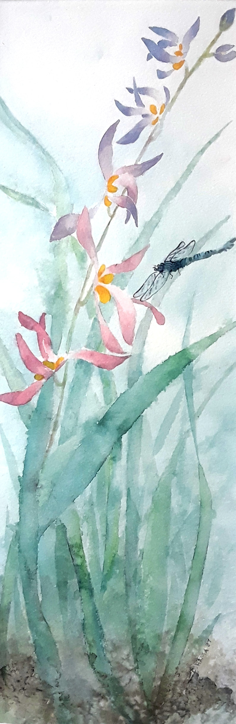 A sparay of pink Pastel orchids with a black dragon fly in Sumi-e style