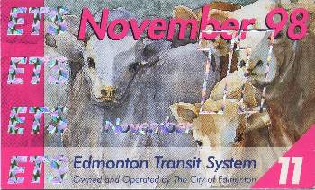 Image on Edmonton Public Transit pass Nov 1998 of cows facing me